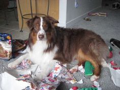 a brown and white dog laying on top of a pile of garbage next to a counter