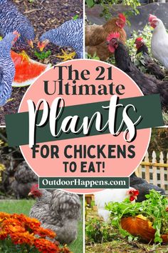 the ultimate guide to growing and caring plants for chickens in your backyard or garden with text overlay that reads, the 21 ultimate plants for chickens to eat