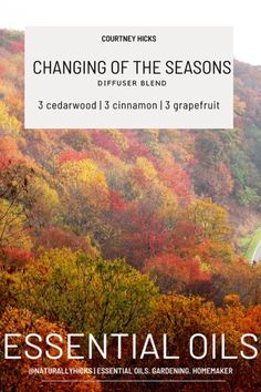 Changing of the Seasons - cedarwood, cinnamon and grapefruit. Essential oil diffuser blend using young living oils. Save 24% off Young Living products when you sign up with a membership. Click the link to learn more!   Courtney Hicks | Member #24355928 |  #diffuserblends #youngliving #essentialoils #essentialoilblends #essentialoilreceipes #diffuser #younglivingdiffuserblends #younglivingessentialoils #younglivingoils #younglivingproducts#diffuserreceipe #fall #falldiffuserblends #fallblends #fa Diffuser Cleaning, Fall Essential Oil Blends, Young Living Products, Simmer Pots, Essential Oils Young Living, Crunchy Mom, Fall Diffuser Blends, Top Essential Oils, Essential Oil Combinations