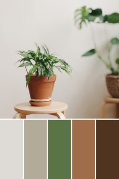 a potted plant sitting on top of a wooden table