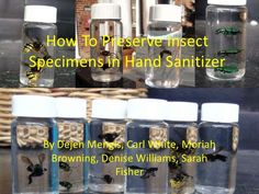 how to preserve insect specimens in hand sanitizer