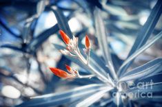 an orange flower is blooming in the sun