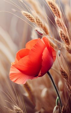 an orange flower is in the middle of some wheat