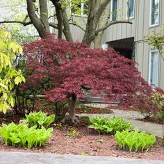 tamukeyama japanese maple growing as the focal point of a shade garden in the early spring landscape Tamukeyama Japanese Maple, Bloodgood Japanese Maple, Water Wise Landscaping, Japanese Plants, Zone 7, Live Tree, Japanese Maple Tree, Sun Garden, Specimen Trees