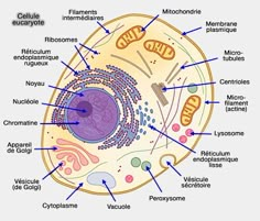 the structure of an animal's cell is shown in this diagram, with labels on it