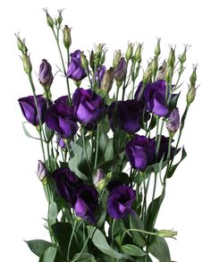 a bunch of purple flowers in a vase