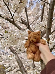 a person holding a teddy bear in front of a tree with white blossoming flowers