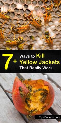 an apple with lots of bees inside and the words 7 ways to kill yellow jackets that really work