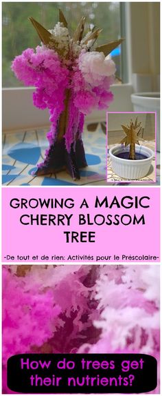 pink and white flowers in a vase with text reading growing a magic cherry blossom tree