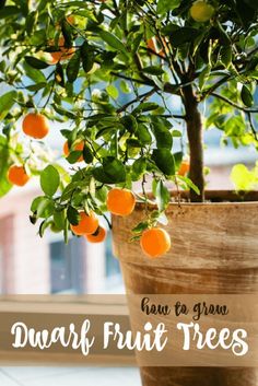 an orange tree in a pot on a window sill