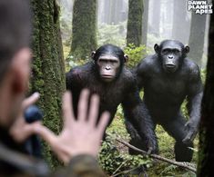 a man taking a photo of two gorillas in the forest with their hands up