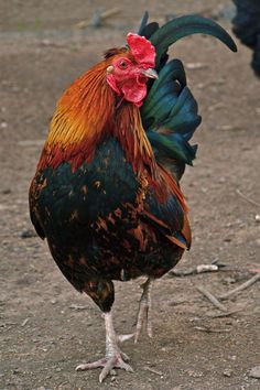 a colorful rooster is standing on the ground