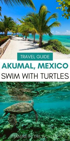 an image of a turtle swimming in the ocean with text overlay that reads travel guide akumal, mexico swim with turtles