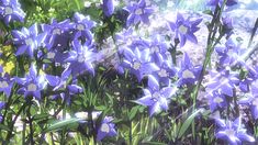 some purple flowers are growing in the grass