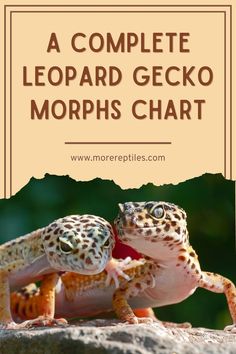 two leopard geckos sitting on top of a rock with text overlaying the image