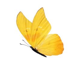 a yellow butterfly flying in the air on a white background royalty images and clippings