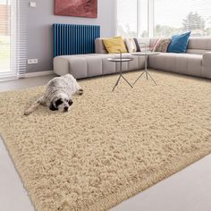 a dog laying on the floor in front of a couch