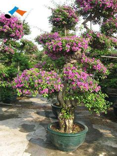 a bonsai tree with purple flowers in a pot