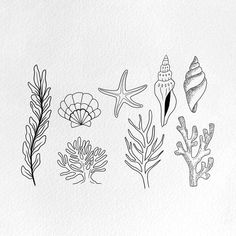 an ink drawing of seaweed, coral and starfish