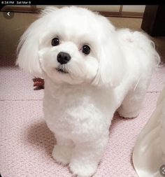 a small white dog standing on top of a pink floor next to a plastic bag