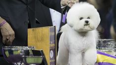 a white dog standing on top of a table next to a trophy and other items