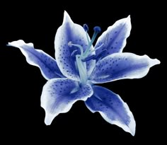 a blue flower on a black background royalty images and clippings for photoshopped