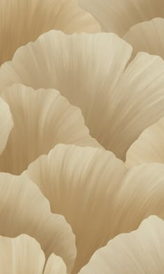 a close up view of the petals of a large, pale colored flower with very thin leaves