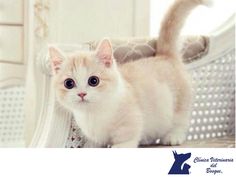 a small white kitten standing on top of a floor next to a window sill