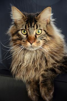 a long haired cat sitting on top of a black chair with its eyes wide open