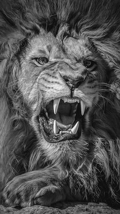 a black and white photo of a lion with its mouth open showing it's teeth