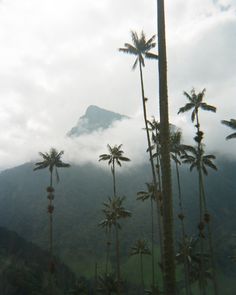 there are many palm trees in the foreground with a mountain in the back ground