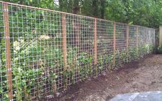 a garden fence is shown with plants growing in it