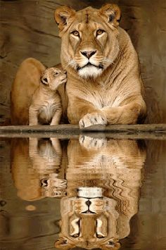 a mother lion and her cub are reflected in the water