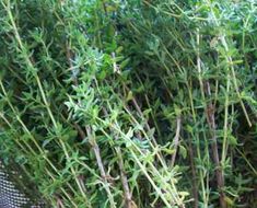 some very pretty green plants by the fence