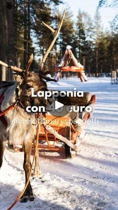 a reindeer pulling a sleigh in the snow