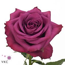 a single purple rose is shown on a white background