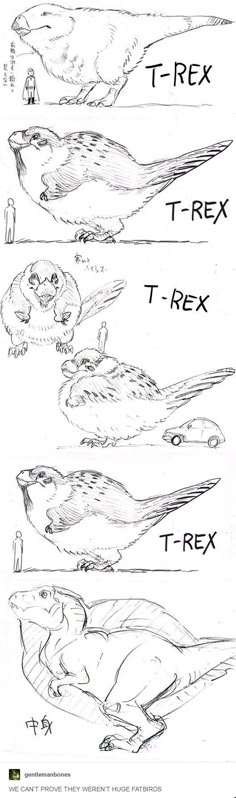 four different types of birds that are in the same drawing style, each with their own name