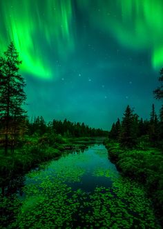 an aurora bore is seen above the trees and water in this green night time scene