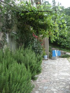 an outdoor area with stone walkway and plants