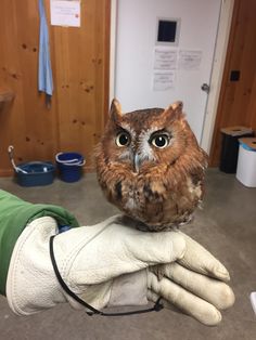 an owl sitting on the palm of someone's hand