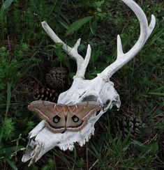 a moth sitting on top of a white animal skull in the middle of some grass