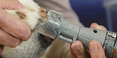 a person is holding a dog's paw while it uses an electronic device to check the temperature