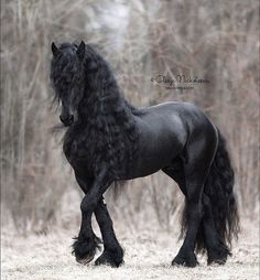 a black horse with long hair standing in the woods