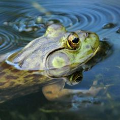 a frog that is sitting in the water