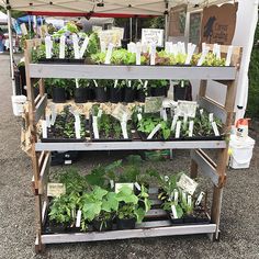 an outdoor garden stand with various plants on it