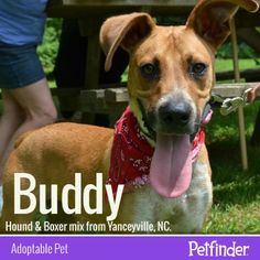 a brown and white dog wearing a red bandana with the words buddy on it