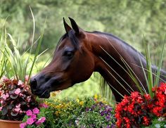 a brown horse standing next to a potted plant with flowers on it's side