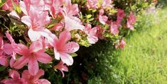 pink flowers are blooming in the grass