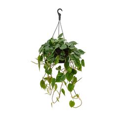 Buy retro and classic houseplants at HortologyTimeless classic houseplants with easy care credentials for the perfect room makeoverNostalgic greenery for all interiors. Sweetheart Plant, Philodendron Scandens, Planting Plants, Air Cleaning Plants, Lipstick Plant, Modern Pot, Sleep Relaxation, Plant Pot Decoration