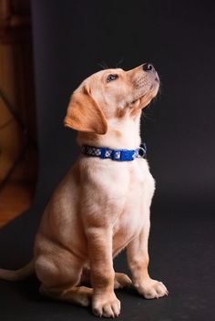 a brown dog sitting on top of a black floor